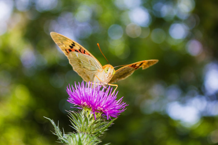 A little butterfly taking a morning sun bath 