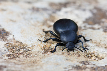 Dung beetle  Scarabaeidae