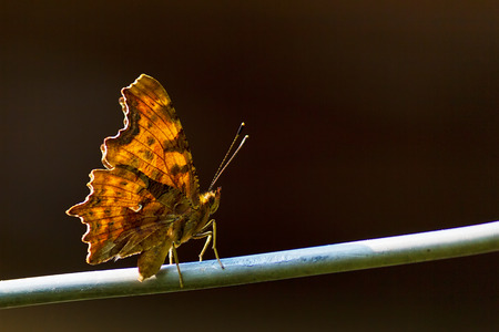 Butterflyの写真素材