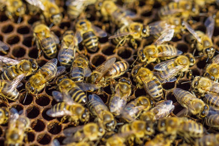 Working bees