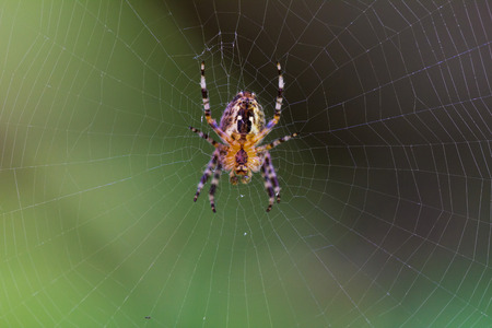 A spider making a web