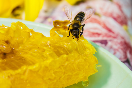 Bee gathering honey and nectar with proboscis.