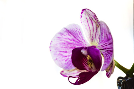 Orchidの写真素材