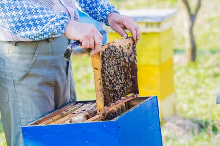 Beekeeping - Beekeeper checking hive