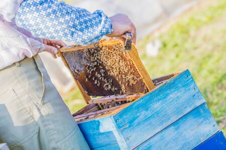 Beekeeping - Beekeeper checking hive
