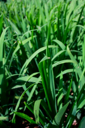 Grass in a parkの写真素材