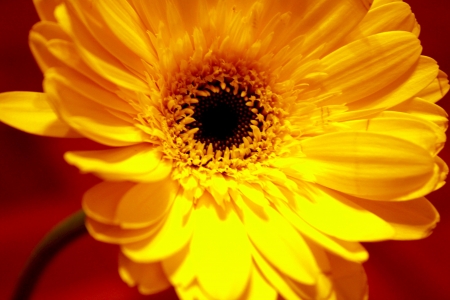 Yellow flowerの写真素材