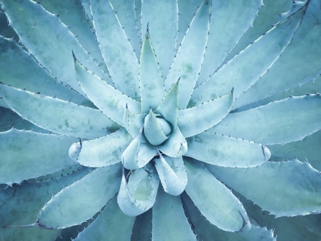 Cactus in blue with open leavesの素材