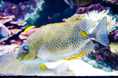 Colorful fish in the aquariumの写真素材