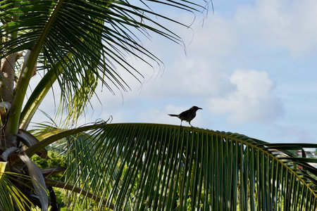 Thrush in silhouette on a sunny dayの写真素材