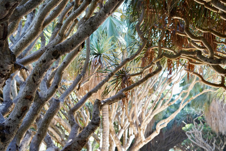 Through the branches at Hamma Garden