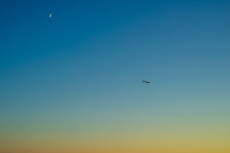 Sunset with seagulls and crescent moon in the skyの写真素材