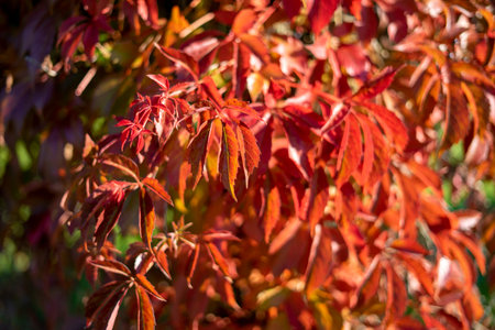 Autumn leaves background. Red and yellow leaves of wild grapes close-up.の写真素材