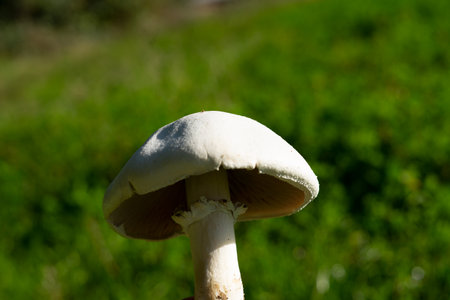 Mushroom on a background of green grass. Close-up.の写真素材