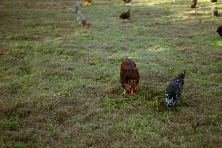 chickens on the green grass in the farm, Thailand.の写真素材