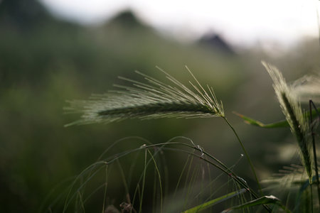 Close up of green spikelets of wheat in the meadow.の写真素材