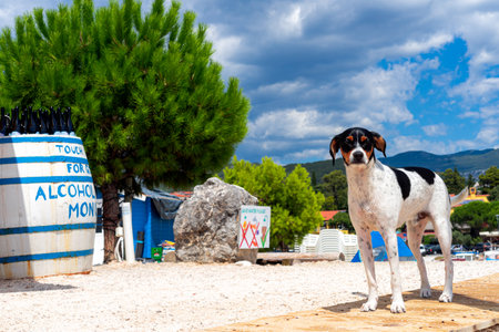 Dog on the doggy beach of the in Croatiaの写真素材