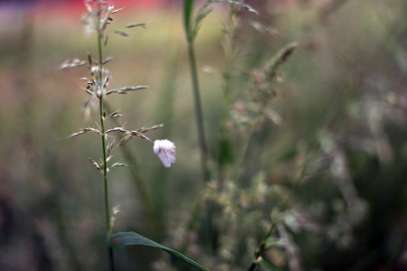 Grass flower on blurred background. Shallow depth of field.の写真素材