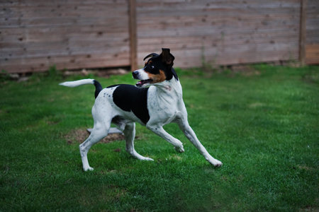Jack Russell Terrier is running on the grass in the garden.の写真素材