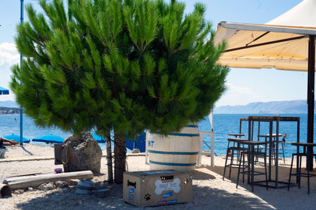 Pine tree on the beach of Monty's, Crikvenica, Croatiaの写真素材