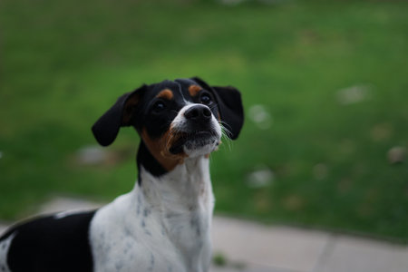 Portrait of a black and white Jack Russell Terrier on a green backgroundの写真素材