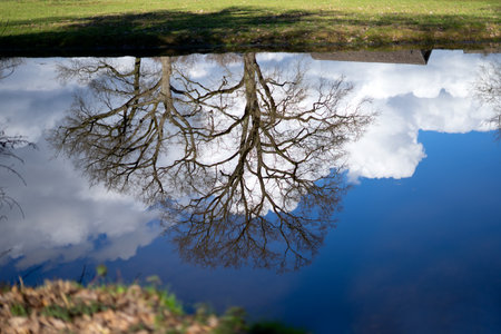Reflection of a tree in a lake with blue sky and cloudsの写真素材