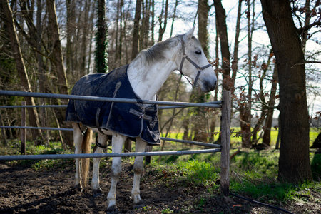 White horse in a blue jacket standing behind a fence in the countrysideの写真素材