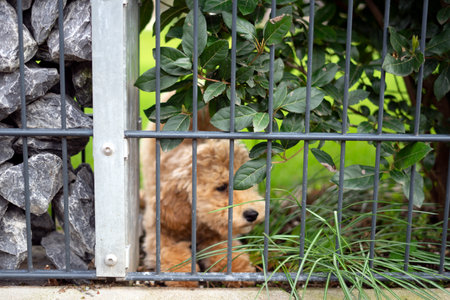Dog in a cage behind a metal fence. Selective focus.の写真素材