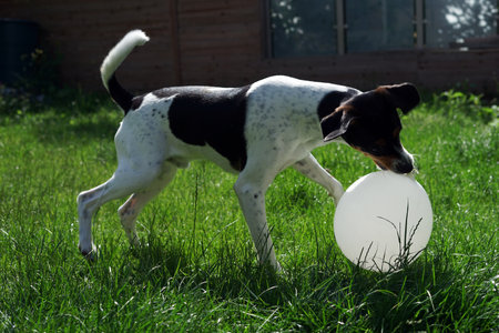Dog playing with a ball in the garden. Jack Russell Terrierの写真素材