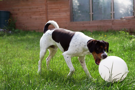 Cute dog playing with a white ball on the grass in the gardenの写真素材