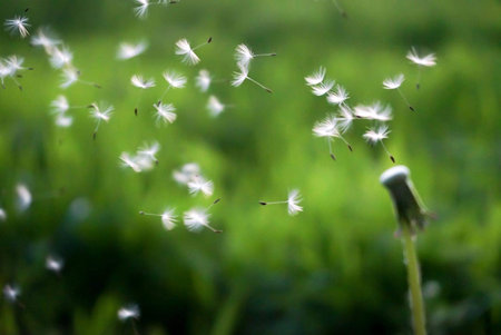 Dandelion seeds fly in the wind on a green background.の写真素材