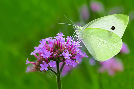 Butterfly on a purple flower in a meadow in summerの写真素材