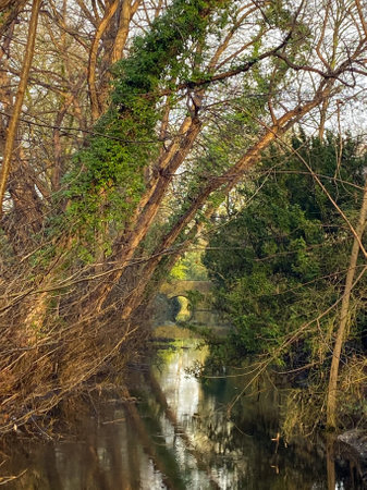 River in the forest. Spring landscape with a river and trees.の写真素材