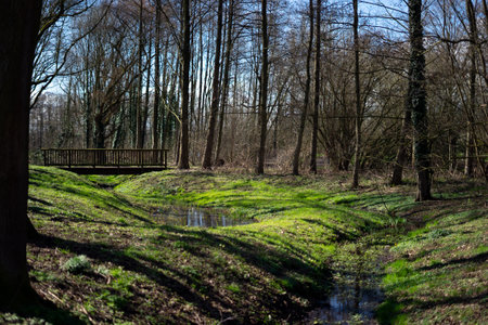 wooden bridge in the forest in spring with green grass and treesの写真素材