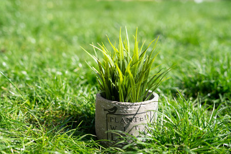 Green grass in a pot on a green grass background, selective focusの写真素材