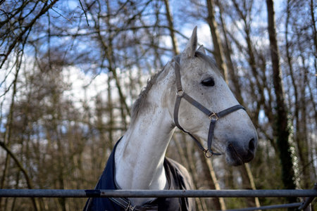 Portrait of a beautiful white horse in the park on a sunny dayの写真素材