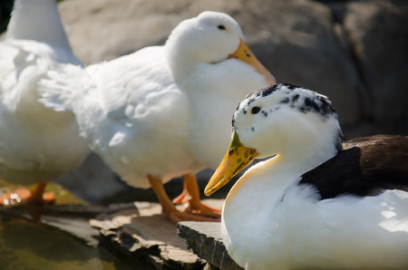 Beijing Ducksの写真素材