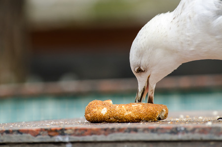 Seagull eating turkish bagels on a wallの写真素材