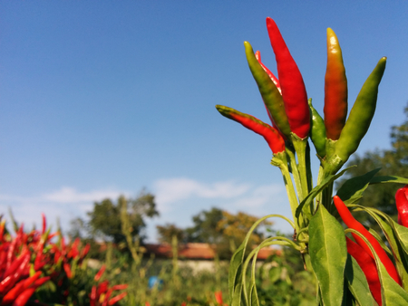 Red pepper fieldの写真素材
