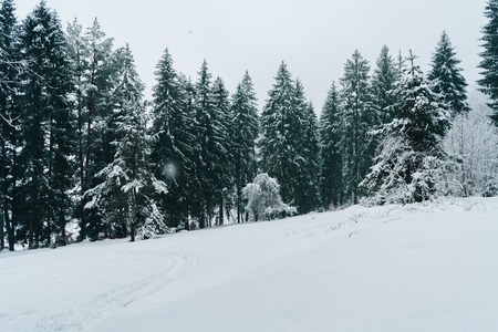 Fir trees covered with snow. Beautiful pine tree forest in winterの写真素材