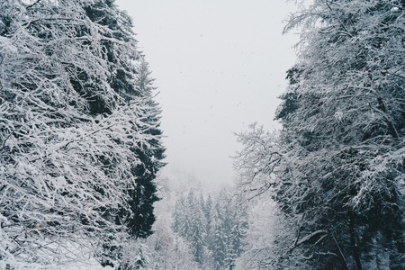 Trees covered with snow in the winter forest. Gloomy weatherの写真素材