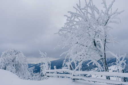Scenic view of tree covered with snow on beautiful gloomy day in the mountainsの写真素材