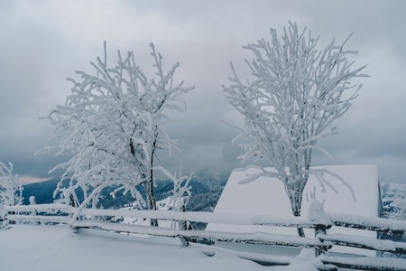 Scenic view of two trees covered with snow on beautiful gloomy day in the mountainsの写真素材
