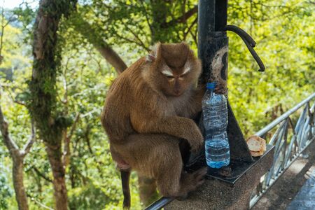 Funny long-tailed macaque monkey drinking water from the plastic bottle in the national park in the...