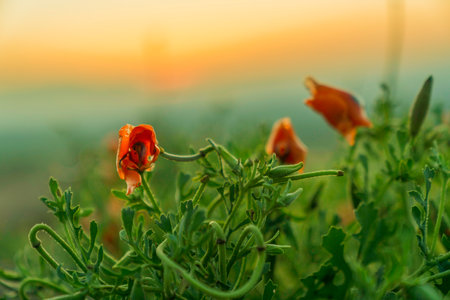 Red Poppy Flower Field Sunset Landscapeの写真素材
