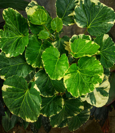 06 October 2020, at garden, close up photo of mini ornamental plants in green, perfect for design needsの写真素材