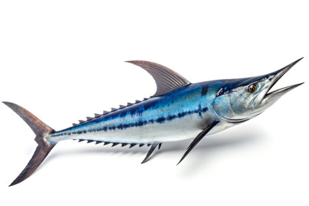 blue marlin fish isolated on white backgroundの写真素材