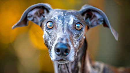 Portrait of a greyhound dog with blue eyes on blurred backgroundの写真素材