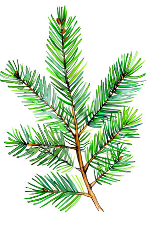 Watercolor Christmas tree branch isolated on white background. Hand drawn illustration.の写真素材