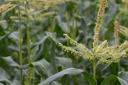 Wheat Plantの写真素材